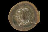 Fossil Arthropod (Cyclus) Nodule - Illinois #142480-1